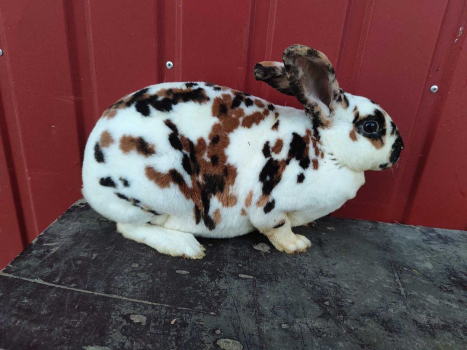 Rex trójbarwny samice