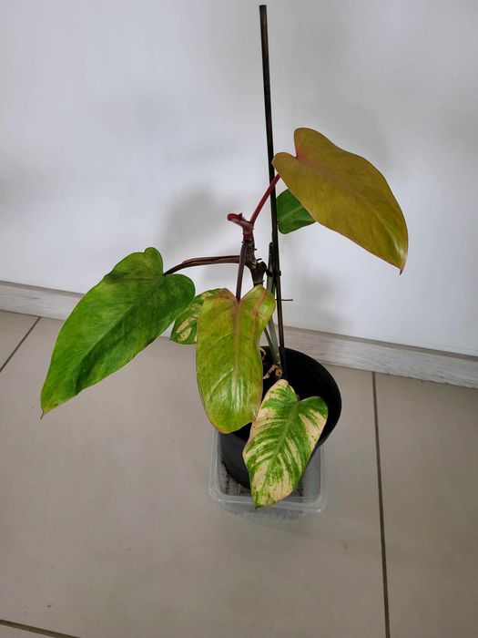 Philodendron Painted Lady