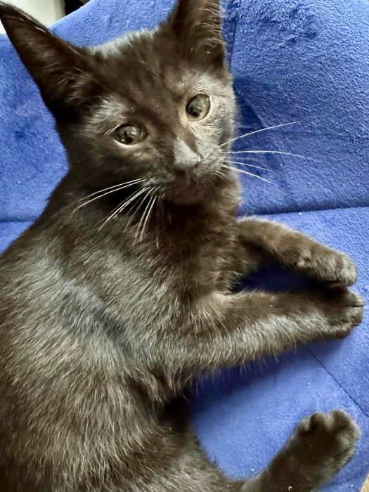 Kocurek jawajski z Jagodowej Miłości, czekoladowy brąz, piękny