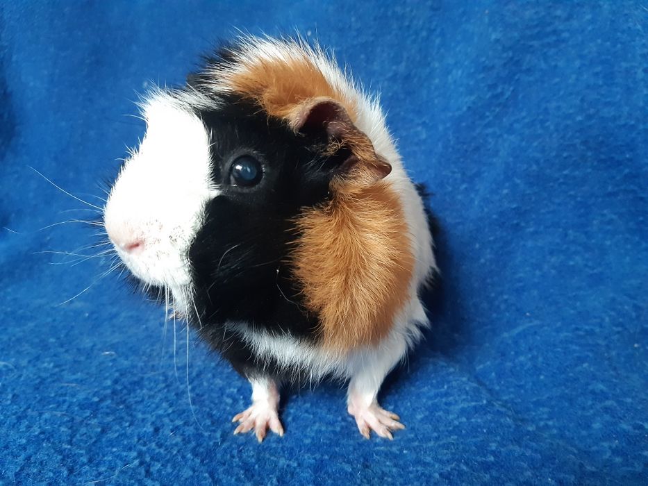 Морская свинка девочка