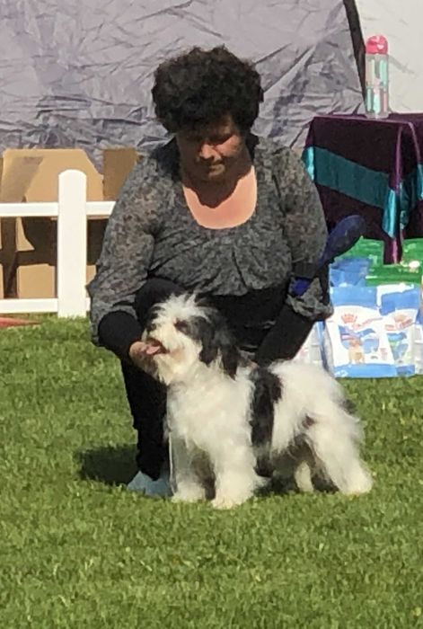 Український одіс Цуценята від Чемпіонів та Топ-собак. НЕ КСУ