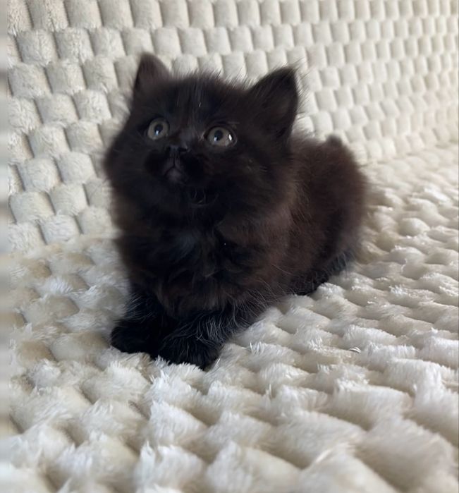 Кошеня безкоштовно