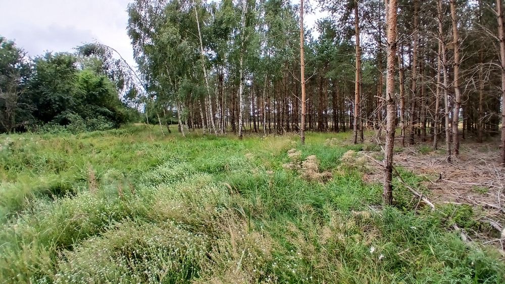 1.76 ha Raj dla koni przy granicy Gniezna! (las + wielka polana pod padok) - Więcej