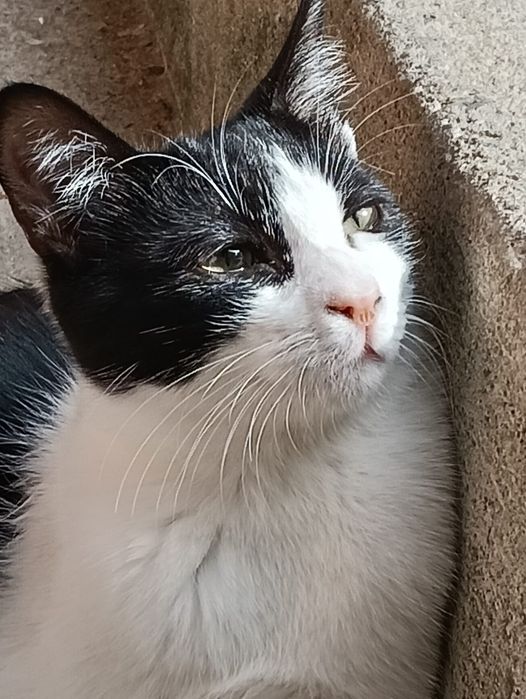 gato jovem para adoção responsável