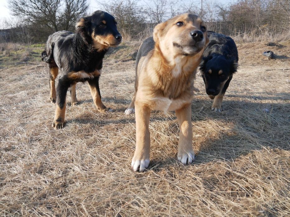 Щенок в добрые руки!