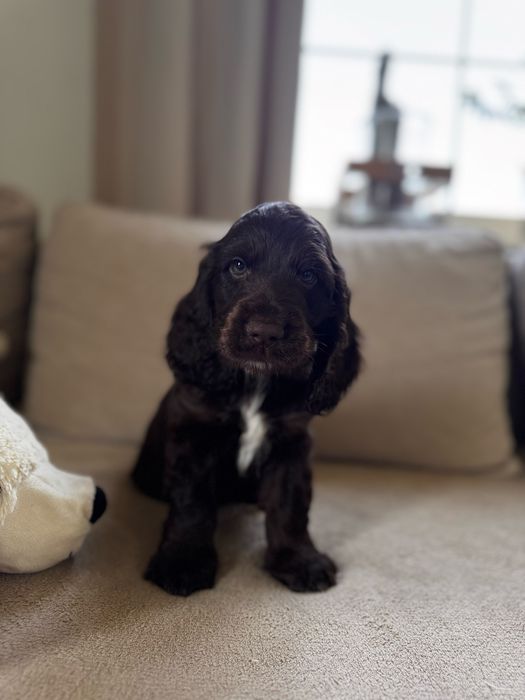 POMELO - Cocker Spaniel Angielski REZERWACJA