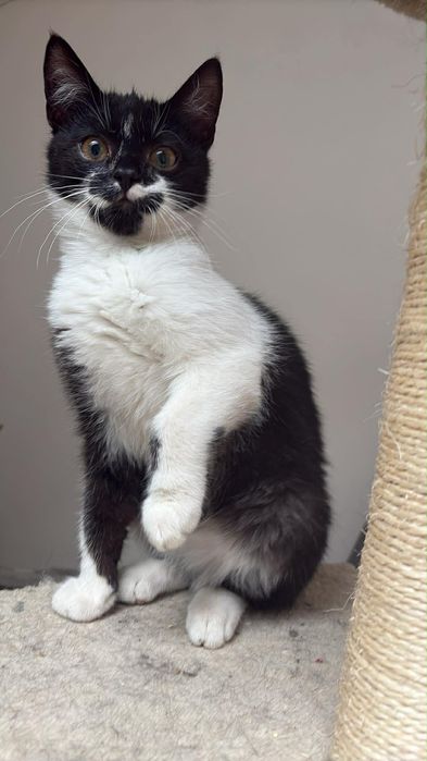 Maurycy ,kociak zadbany ,zdrowy ,sźuka domu.