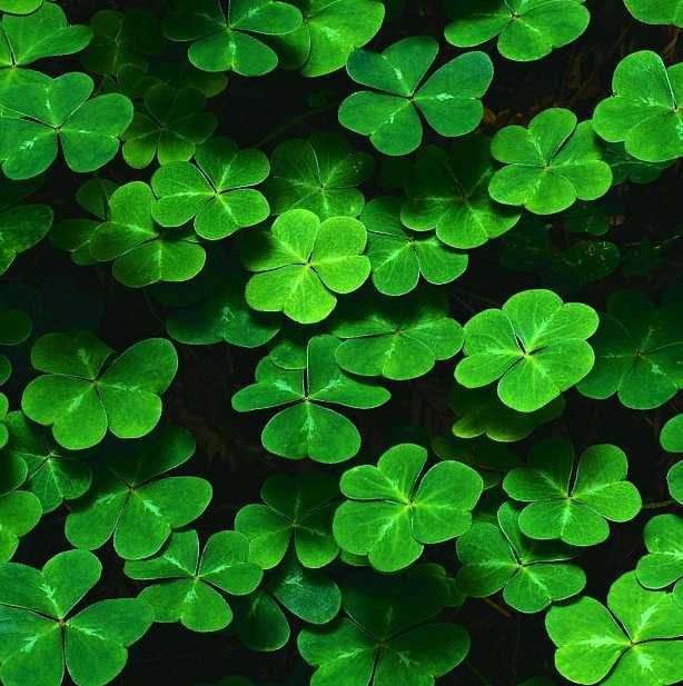 KONICZYNA Biała Czerwona Inkarnatka Łąkowa Rozeta Pagórkowa Kwietne