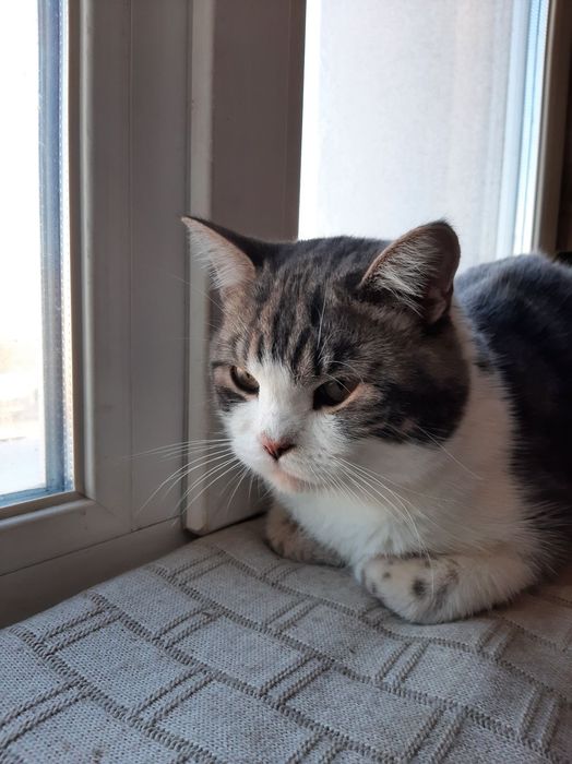 Кот-британец срочно ищет кошечку.