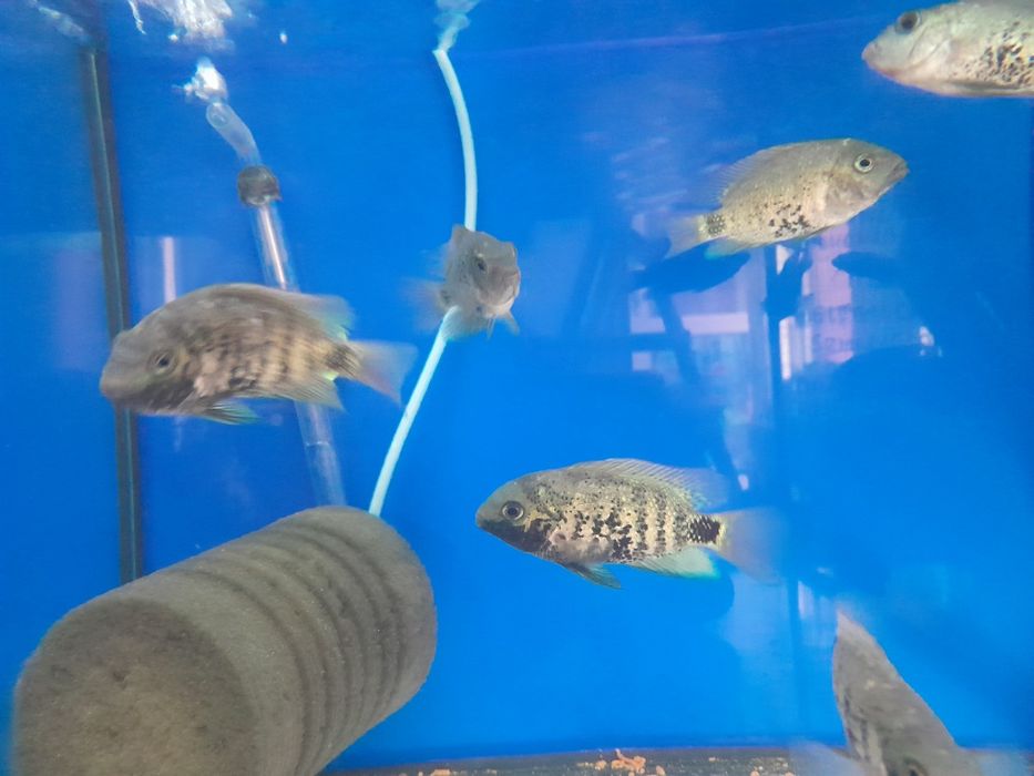 Pielegnica  oscura hetrospila  5-6 cm