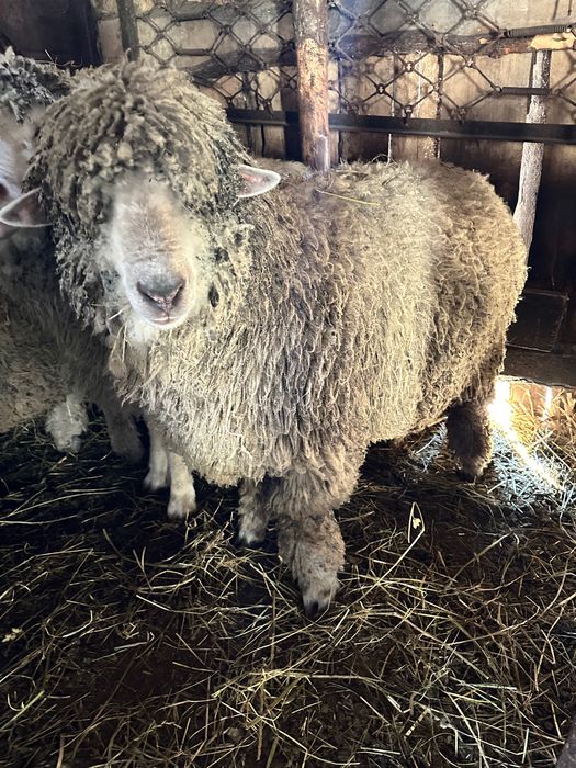 Вівці-Барани-Ягнята