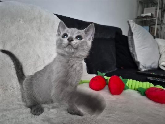 Kocurek  Rosyjski Niebieski Maks