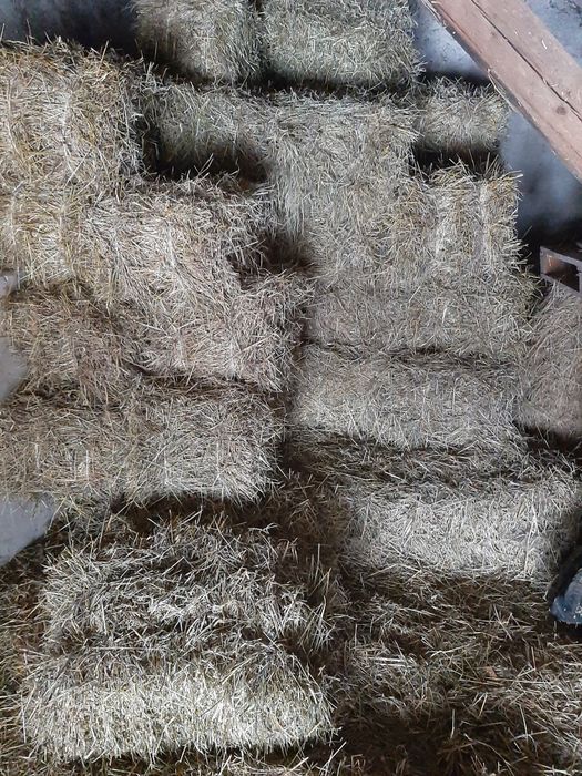 Sprzedam siano w kostkach