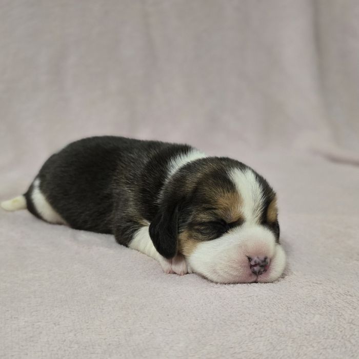 Beagle,  ZKwP FCI