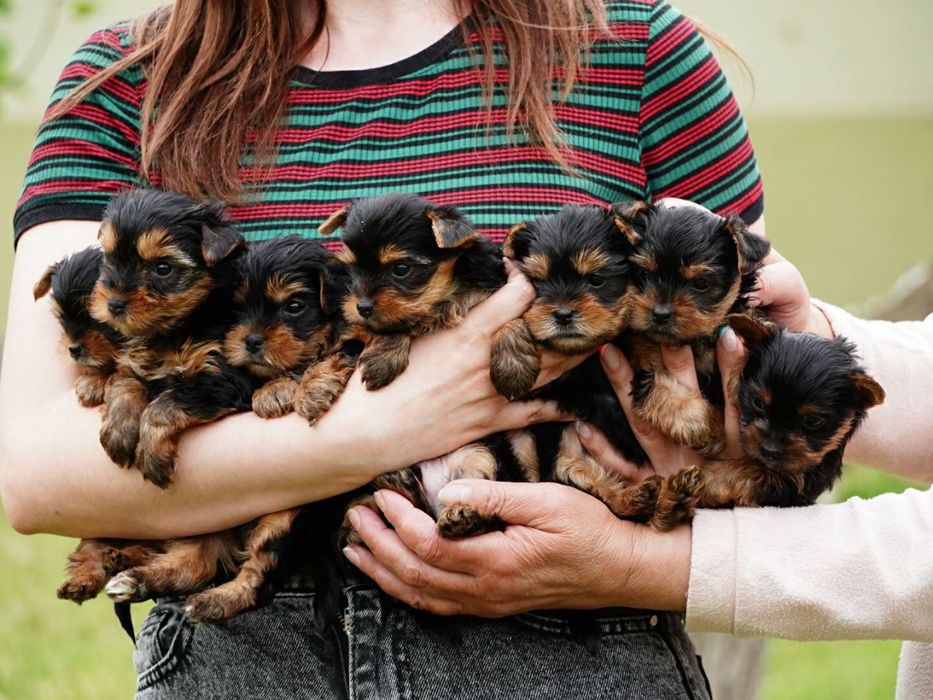 Красені і красуні йорки