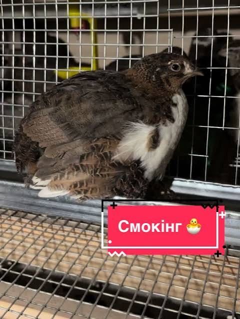 Яйце інкубаційне Перепілка Смокінгова, Смокінг