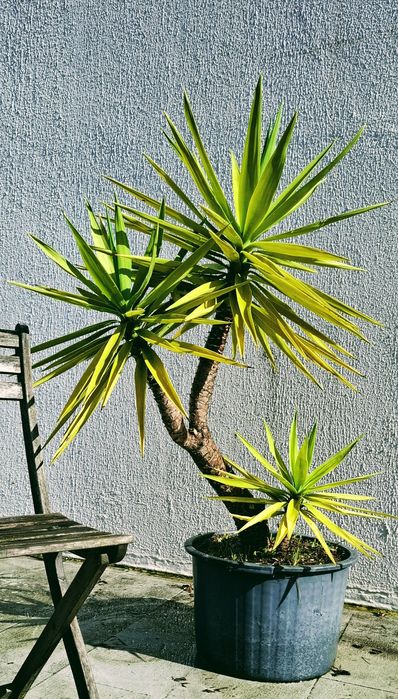 Plantas Yucca  em vaso