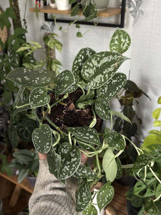 Кімнатні рослини. Варієгатні, ампельні. Монстера, Філодендрон, калатея