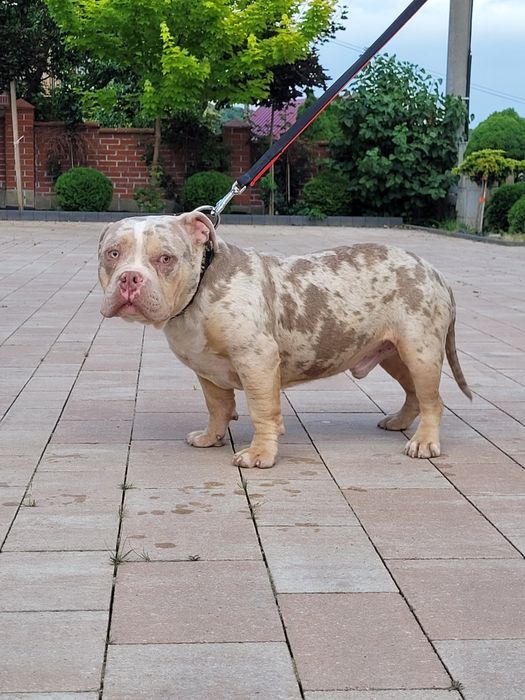 American bully LOUIS-V pies dorosly
