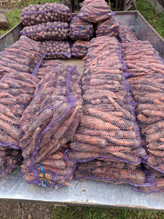 В продажі морква