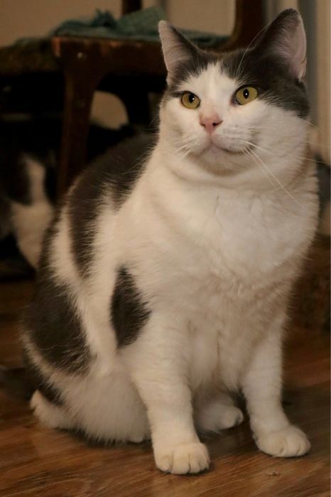 Котик Бос шукає нову сімʼю