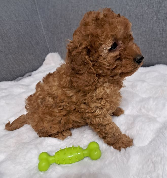 Cavapoo samiec f1b