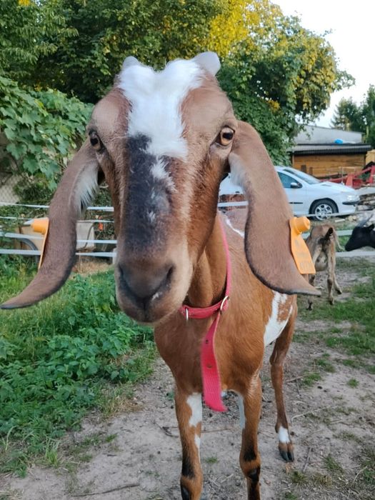 Koza anglonubijska