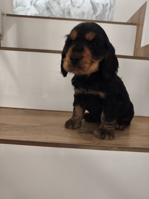 Piesek Cocker spaniel angielski