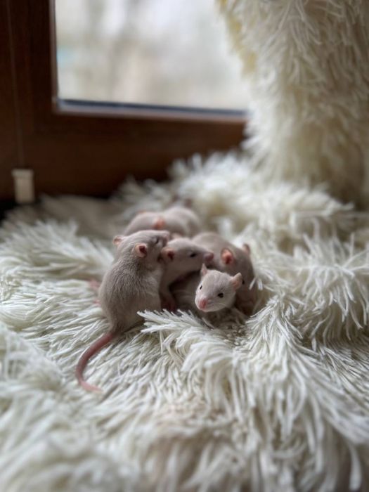 Крисята дамбо хлопчики та дівчатка