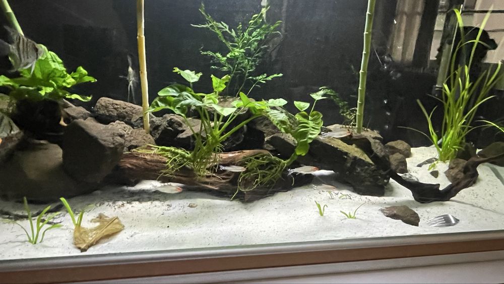 Vendo minha fauna , pedras tronco  e flora.