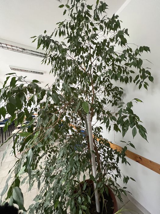 Okazały fikus benjamin