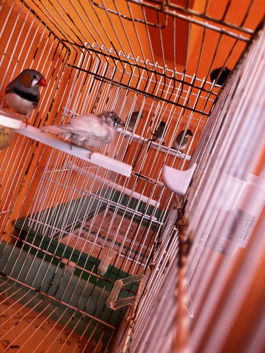 Varias aves para novo lar