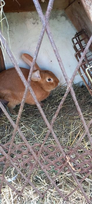 Sprzedam królowi Barany