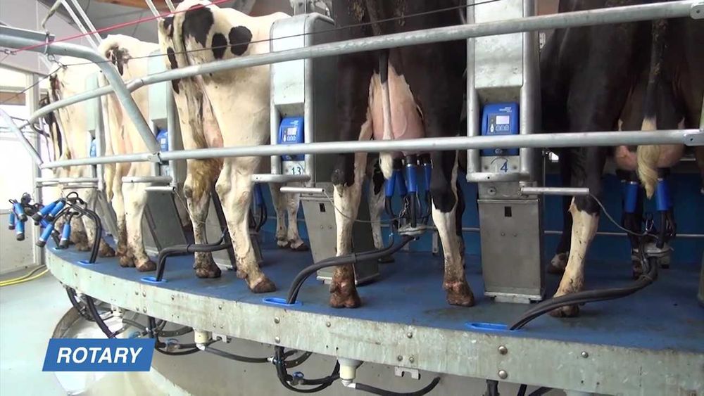 hala udojowa karuzela SAC 40 stanowisk