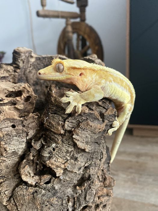 Gekon orzęsiony Lilly White Pinstripe - samiec