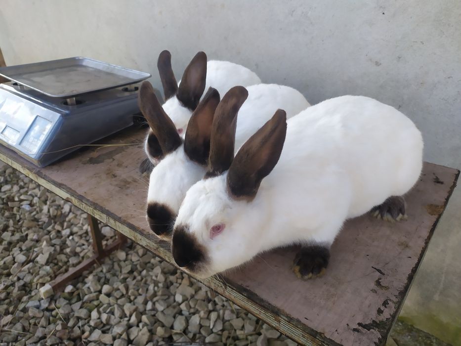 Продаю кролі каліфорнія