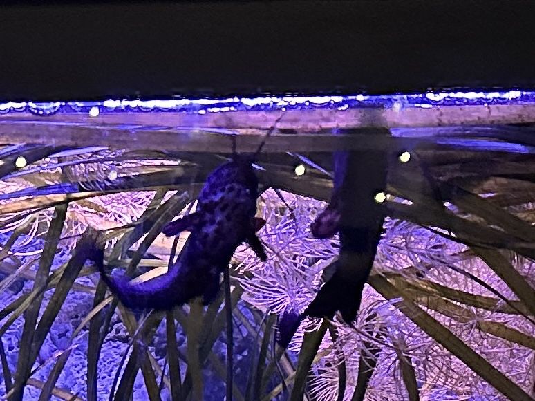 Kiryśnik czarnoplamy 2 szt.