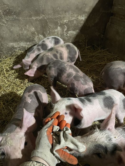 Продам поросята породи Петрен