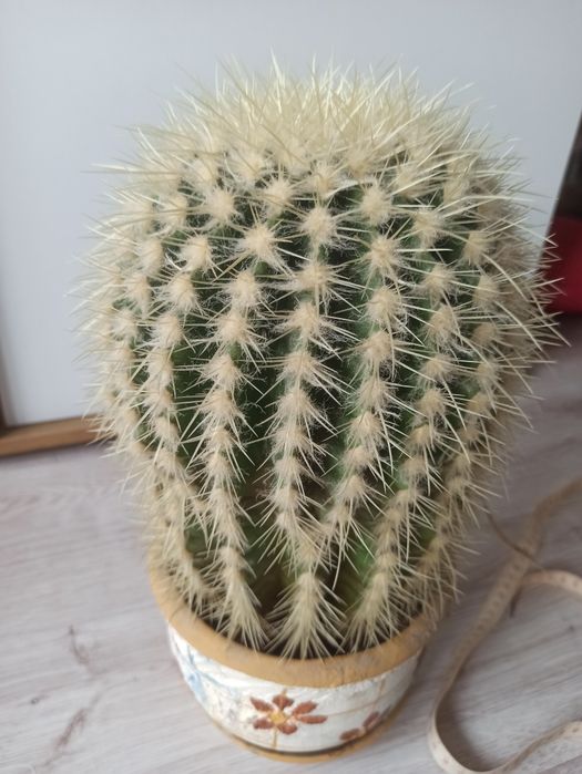 Kaktus kulisty 29 cm