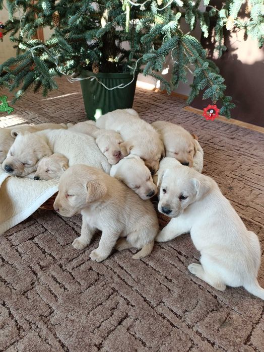 Labrador biszkoptowy