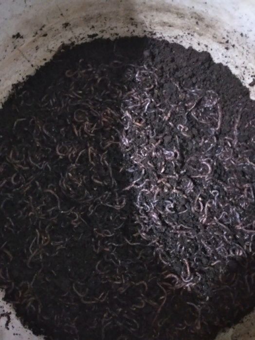 Кокони  мальок      або маточник Дендробена.