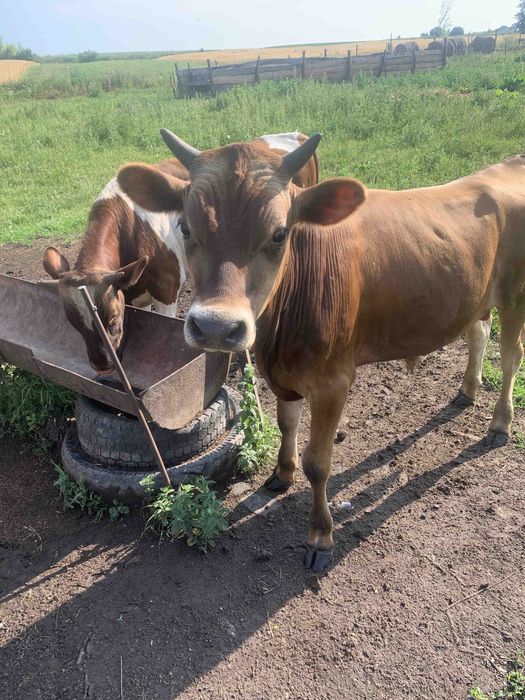 Продам бичка джерсейської породи