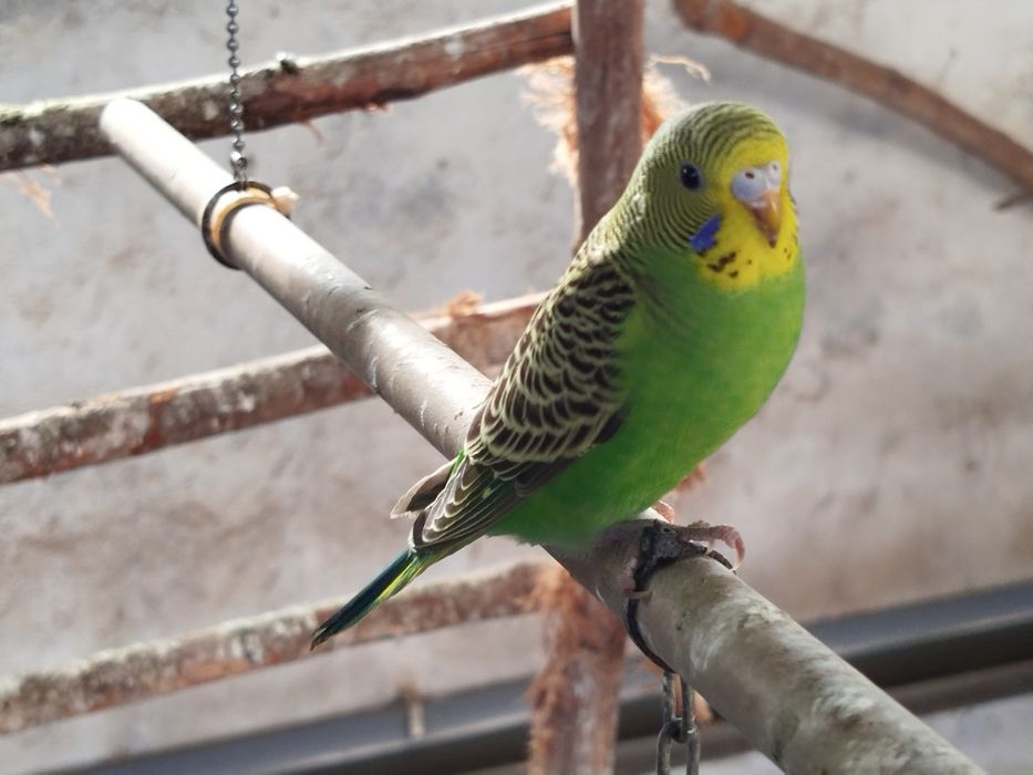 Periquitos Australianos