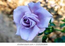 Roseira da rosa azul - PLANTA VIVA FLORES