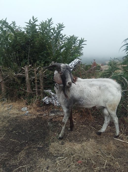 Cabrito cruzado boer