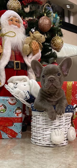 Девочка в окрасе изабелла несет флаффии сосао