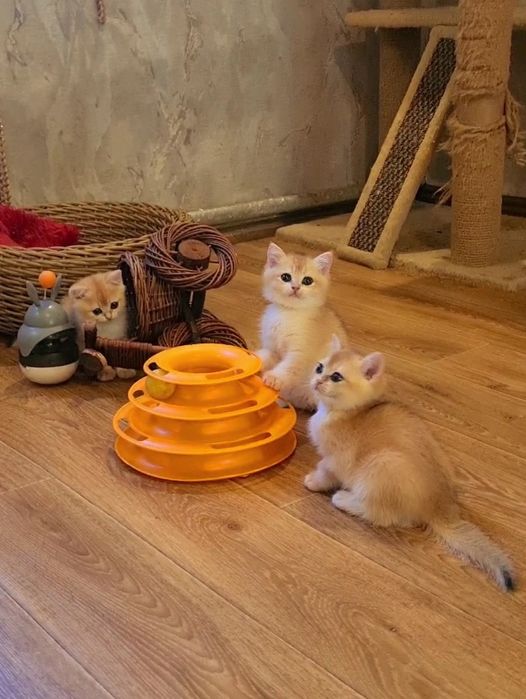 Золотая шиншилла котята