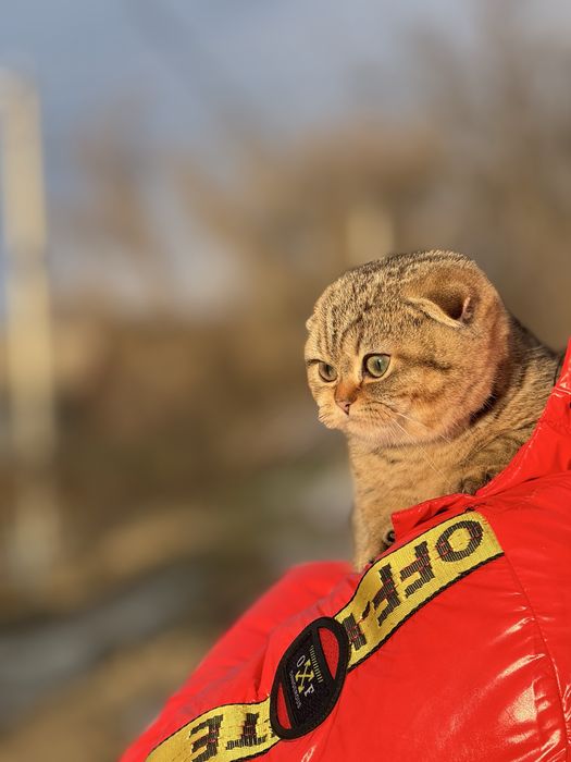 Золоте диво шукає свою родину