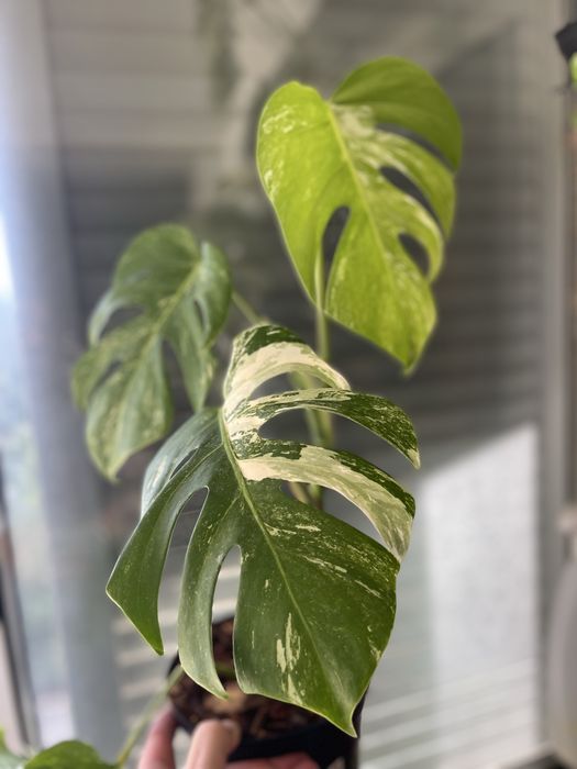 planta Monstera variagata