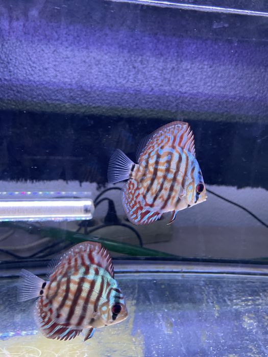 Discua azul cobalt ~6cm